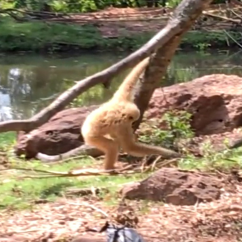 เพลง ลิง