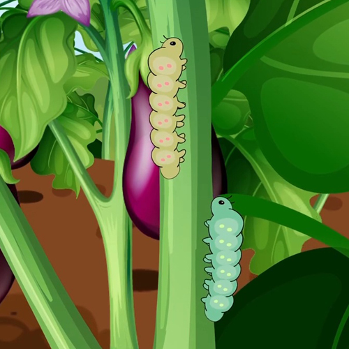 เพลง หนอนผีเสื้อ ต้วมๆเตี้ยมๆ