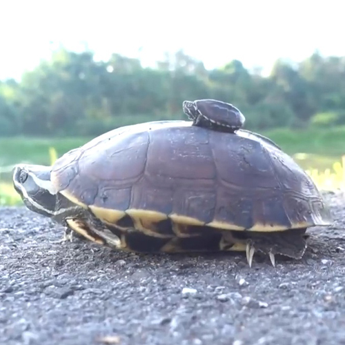 เพลง เต่า