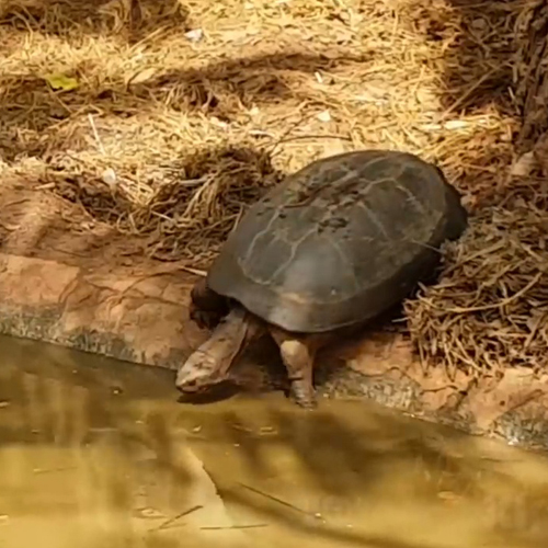 เพลง เต่า เอ๋ย เต่า