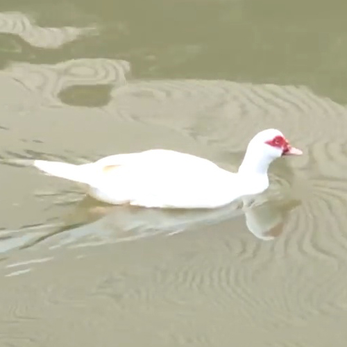 เพลง เป็ดอาบน้ำในคลอง 