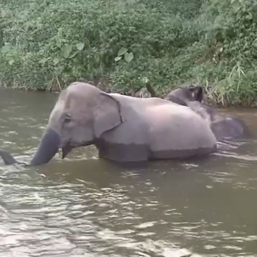 เพลง ช้าง ช้าง ช้างอาบน้ำ