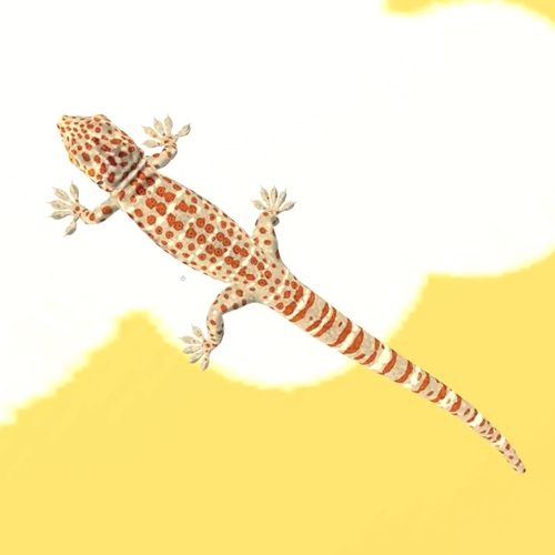 เพลง ตุ๊กแก