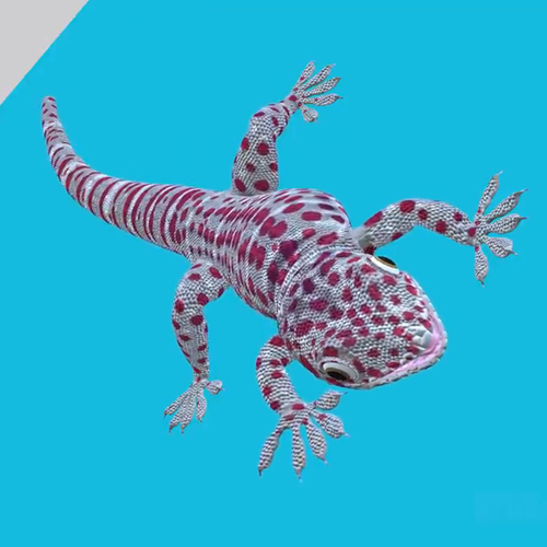 เพลง ตุ๊กแกบอกมา