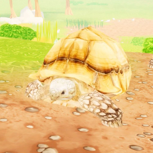 เพลง เต่า เอ๋ย เต่า เต่ามันมีสี่ขา เพลงเด็ก 2565 