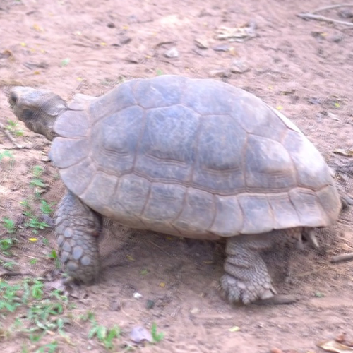 เพลง เต่า เอ๋ยเต่า ภาพจริง