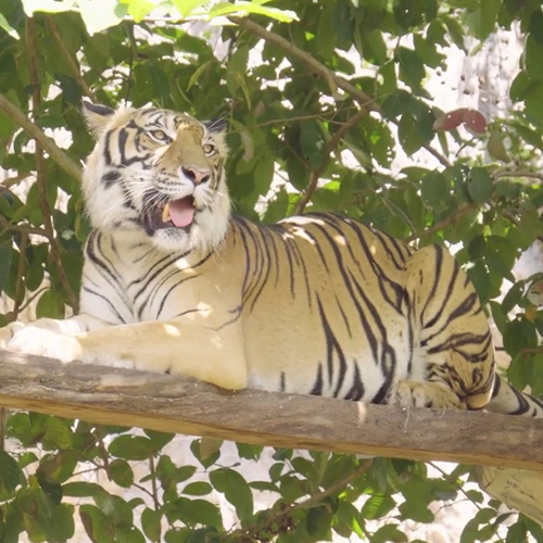 เพลง เสือโคร่ง￼